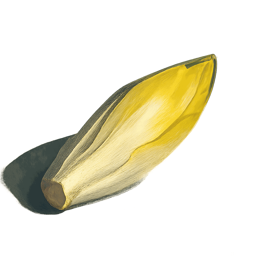 Belgian endive